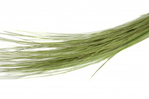 preserved-bright-grass-6.