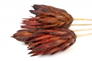 dried-repens-protea-flower-12