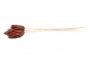 dried-repens-protea-flower-12.