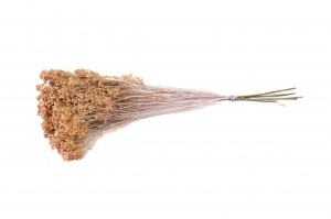 dried-broom-bloom-29.