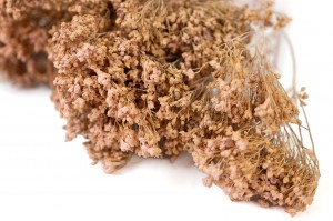 dried-broom-bloom-29