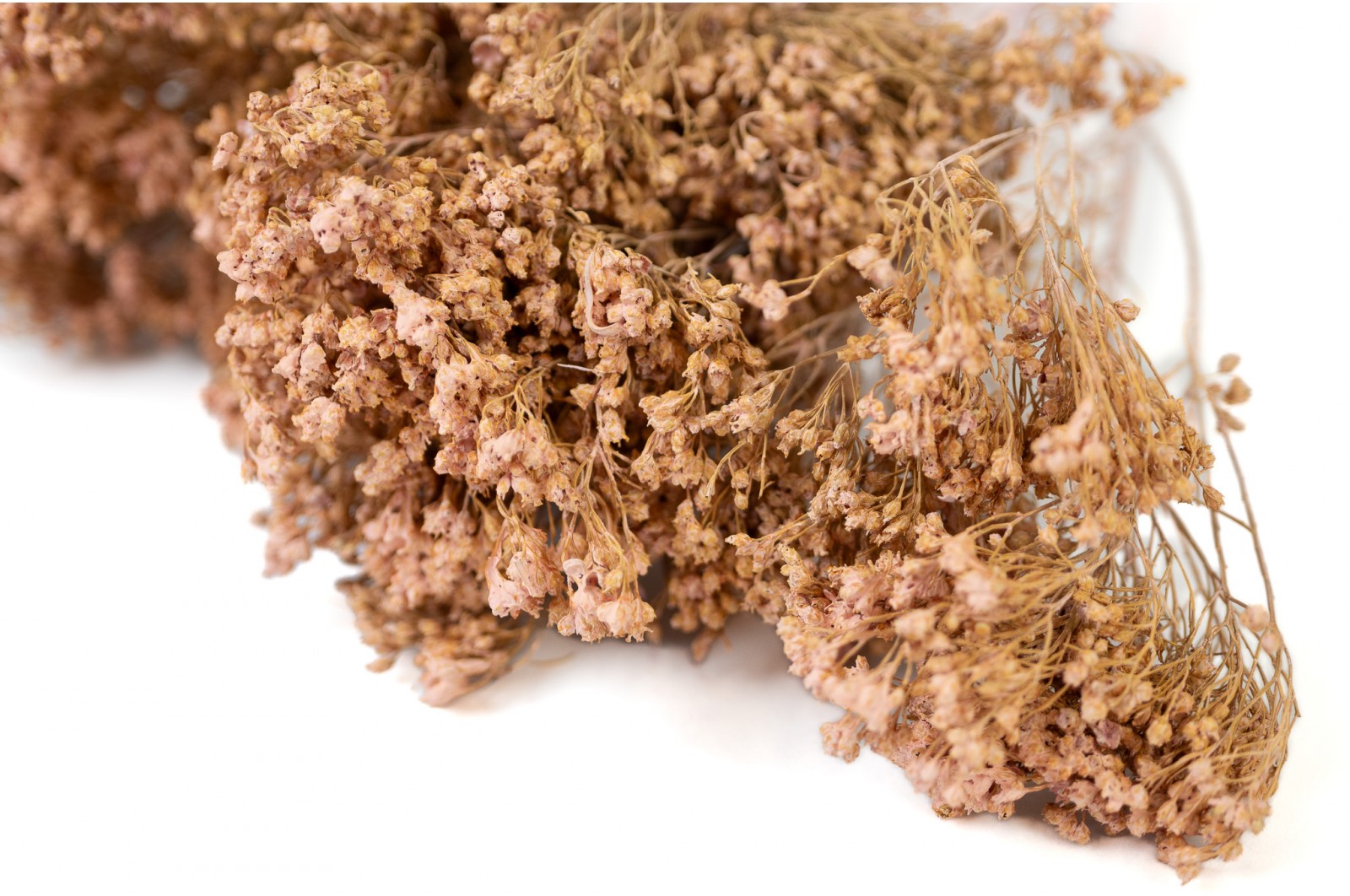 dried-broom-bloom-29