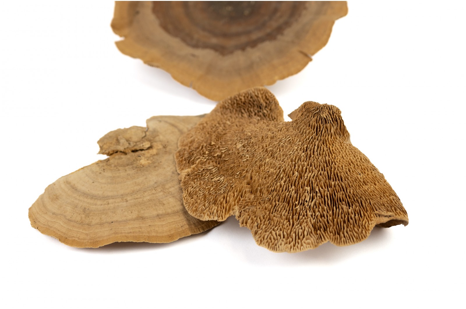 Champignon sec (500g) (18) champignon-sec-500g-18