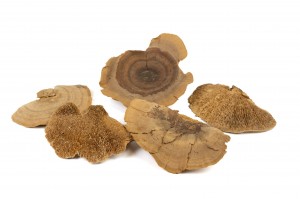 champignon-sec-500g-18.