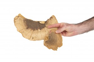 champignon-sec-500g-18.