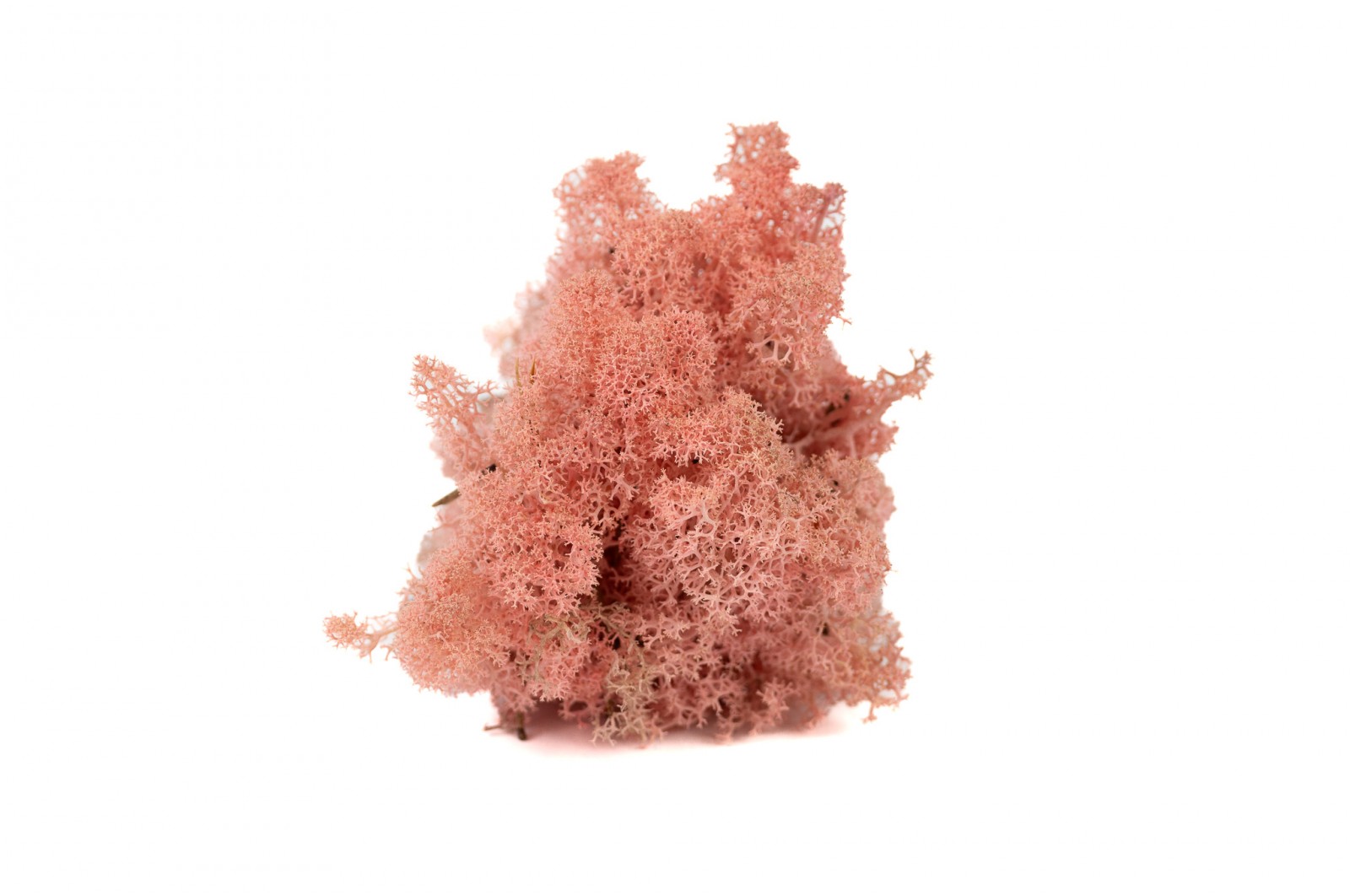 preserved-lichenreindeer-moss-25