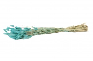 dried-lagurus-17.