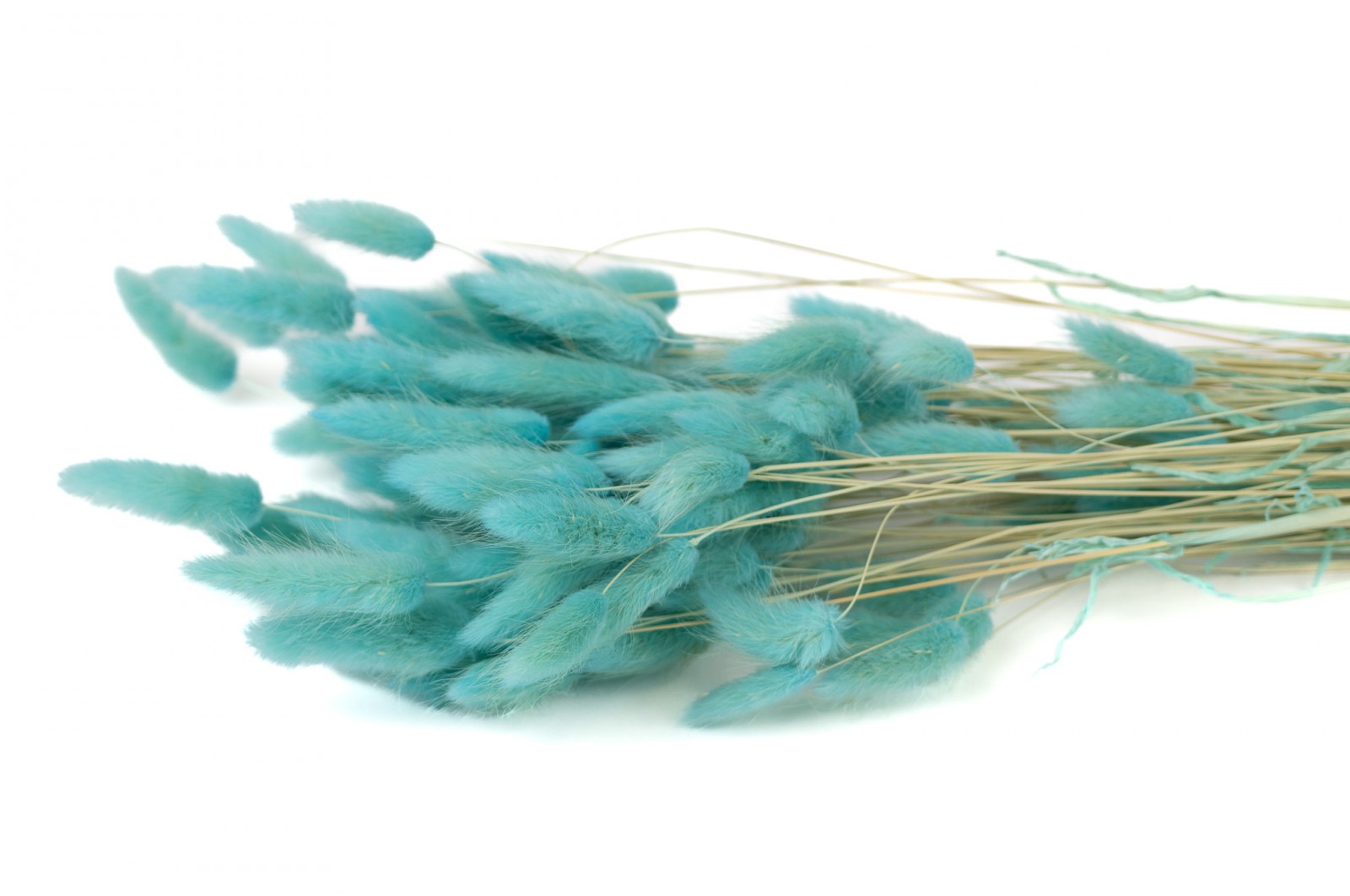 Dried lagurus (17) dried-lagurus-17