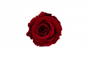 preserved-rose-heads-14.