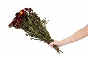 helichrysum-sec-18.