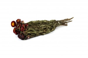 dried-helichrysum-18.