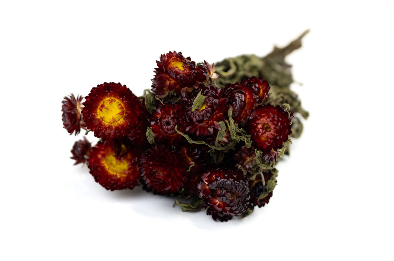 Helichrysum sec (18) helichrysum-sec-18