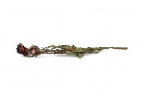 helichrysum-sec-18.