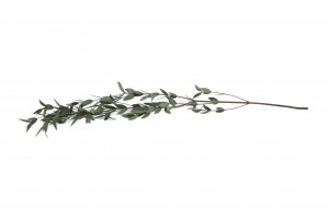 eucalyptus-parvifolia-stabilise-35.