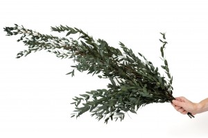 stabilisierte-eukalyptus-parvifolia-35.