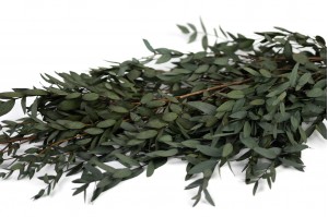 stabilisierte-eukalyptus-parvifolia-35