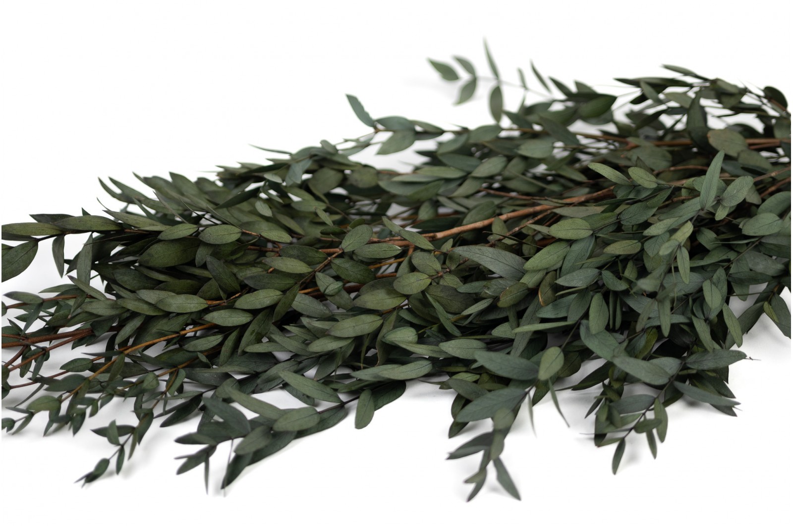 preserved-eucalyptus-parvifolia-35