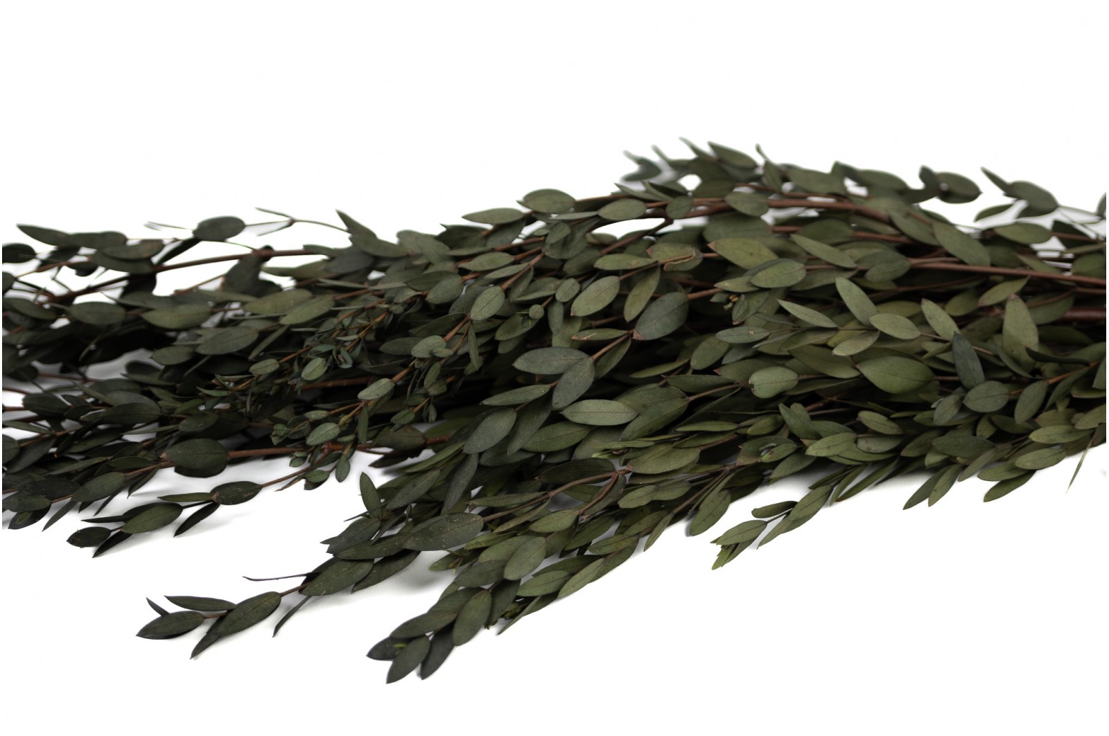 eucalyptus-parvifolia-stabilise-35