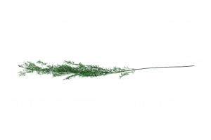 asparagus-sprengeri-stabilise-11.