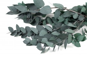 preserved-eucalyptus-stuartiana-11