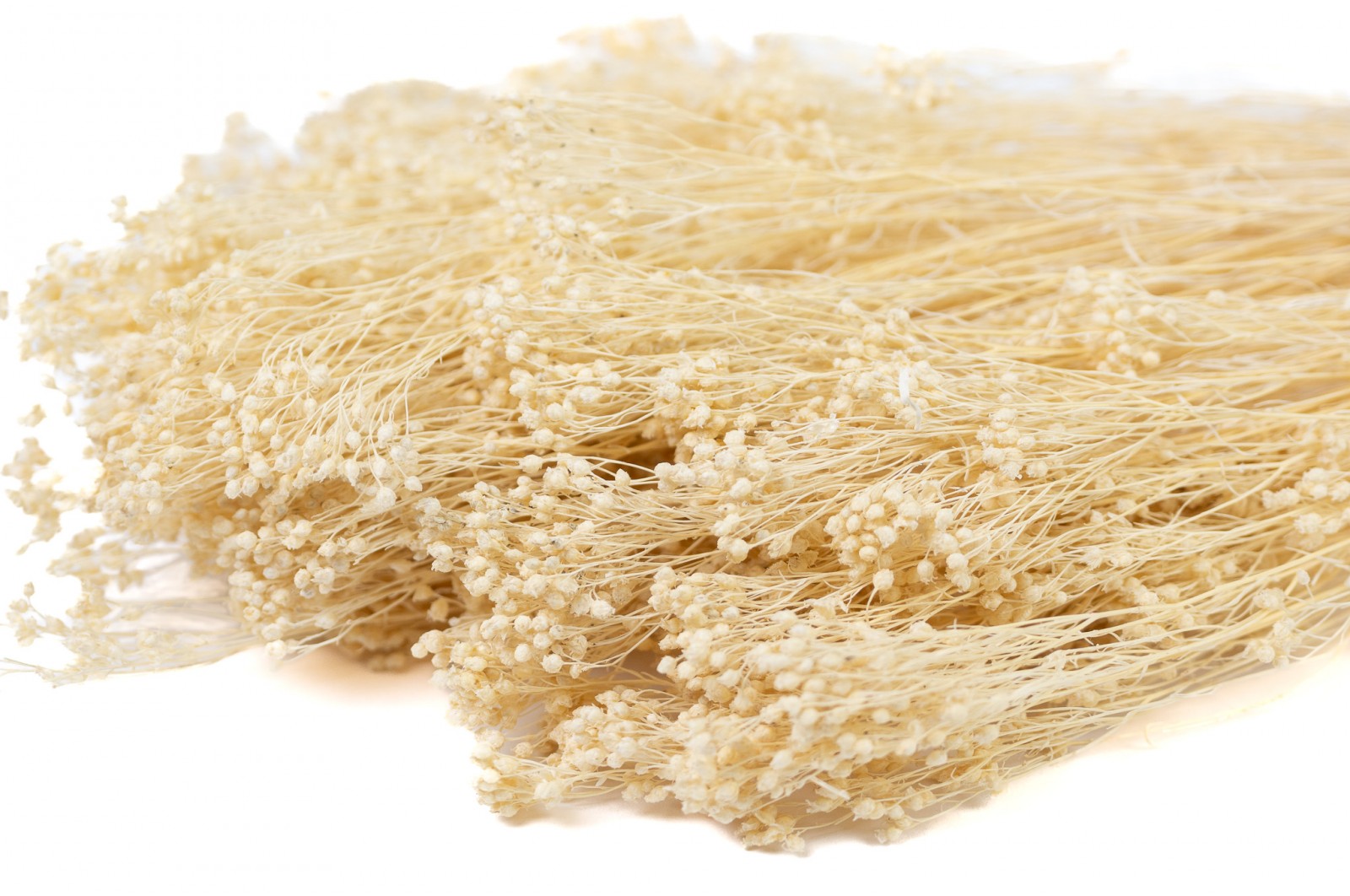 dried-broom-bloom-20