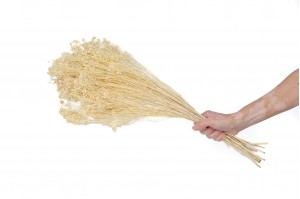 dried-broom-bloom-20.