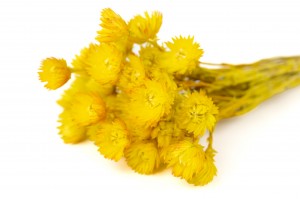 dried-helichrysum-vestitum-18.