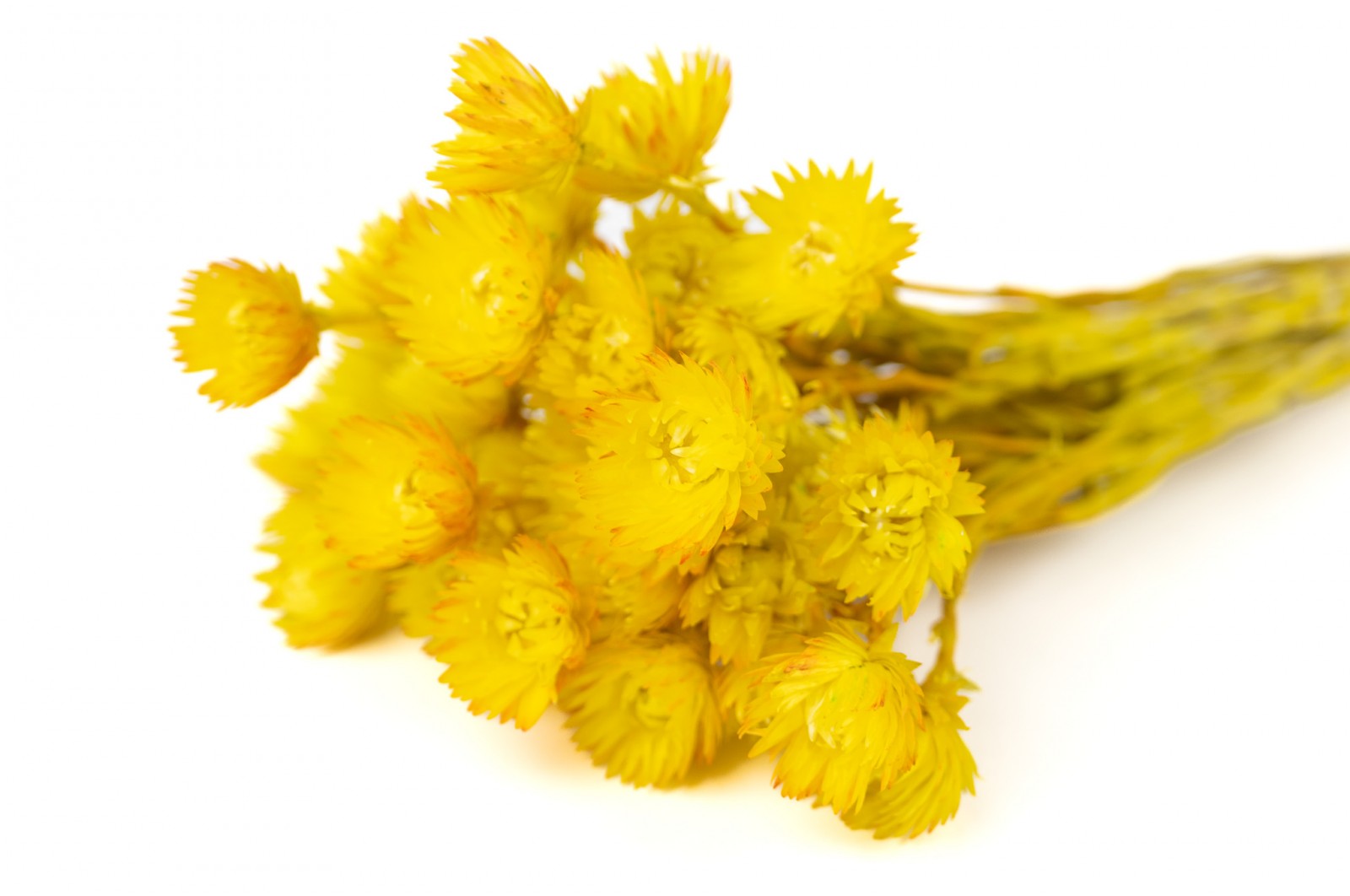 dried-helichrysum-vestitum-18