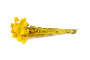 dried-helichrysum-vestitum-18.