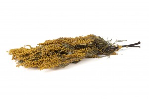 dried-mimosa-natural-22.