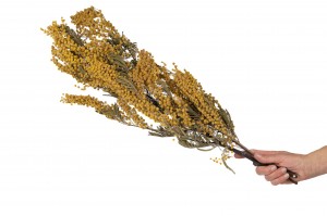 dried-mimosa-natural-22.