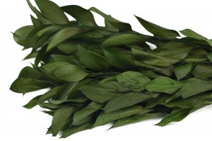 preserved-giant-ruscus-8