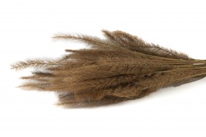 dried-tail-grass-8