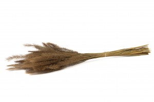 dried-tail-grass-8.