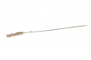 dried-tail-grass-8.