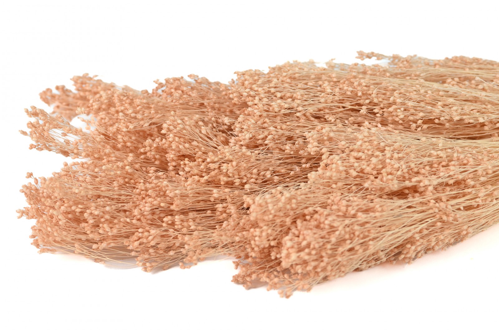 dried-broom-8