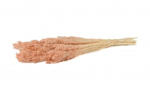 dried-broom-8.