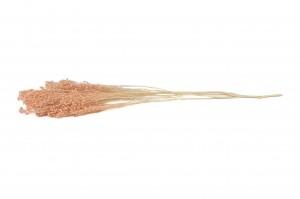 dried-broom-8.