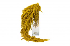 preserved-amaranthus-26.