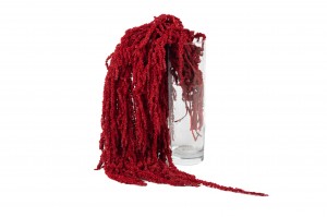 preserved-amaranthus-26.