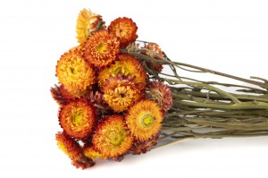 helichrysum-sec-26.