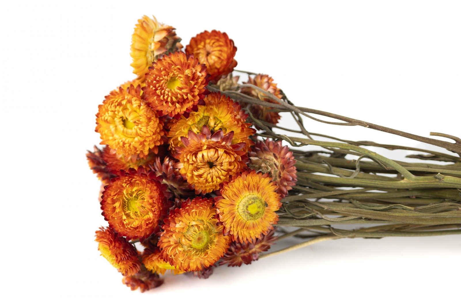 helichrysum-sec-26