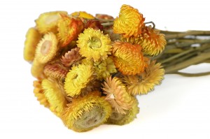 dried-helichrysum-26