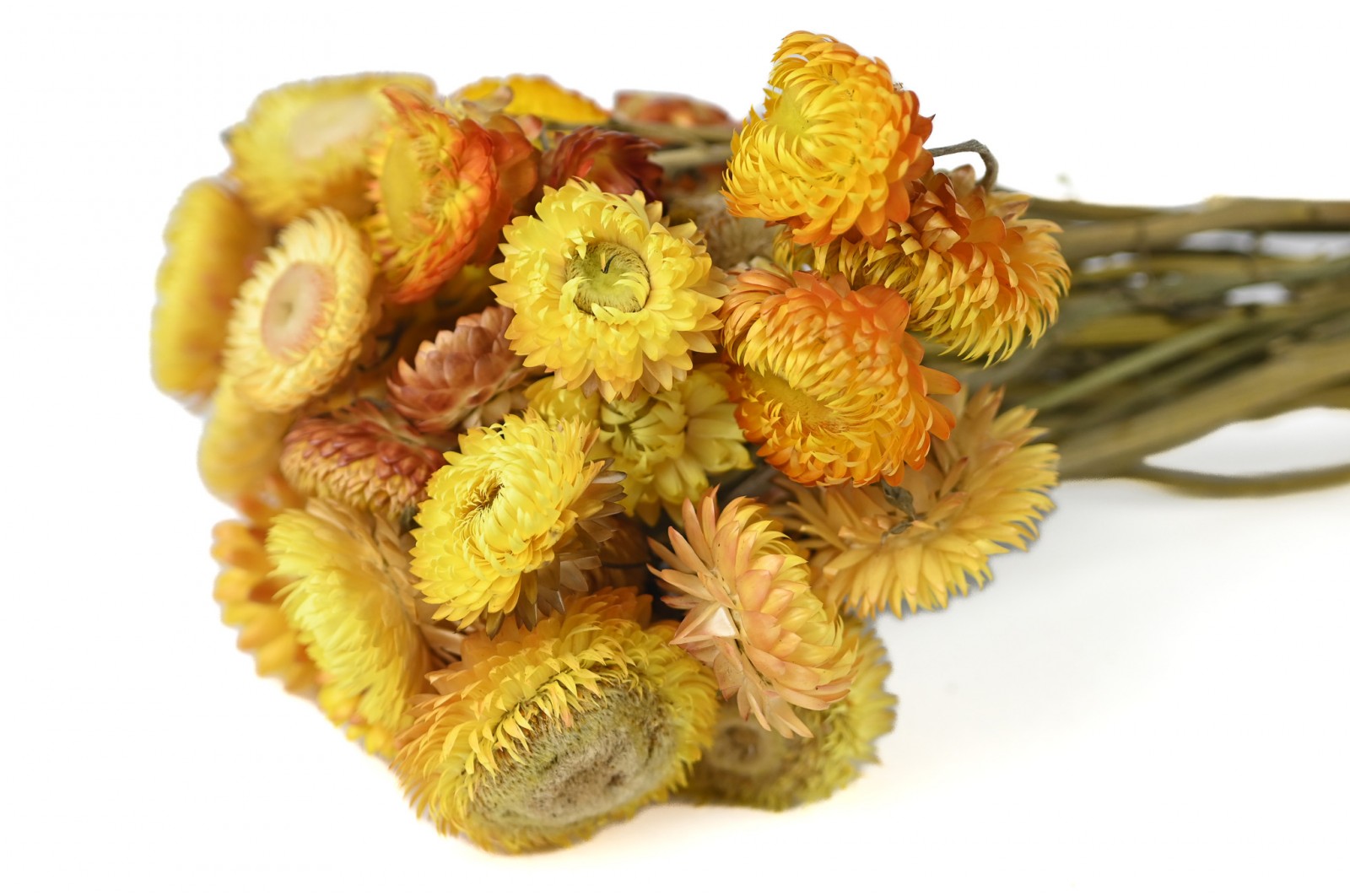 Helichrysum sec (26) helichrysum-sec-26