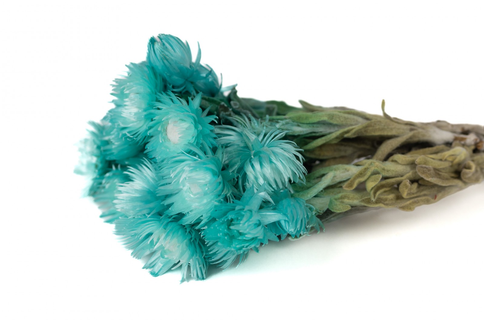 Dried helichrysum vestitum (26) dried-helichrysum-vestitum-26