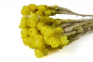 dried-helichrysum-vestitum-26.