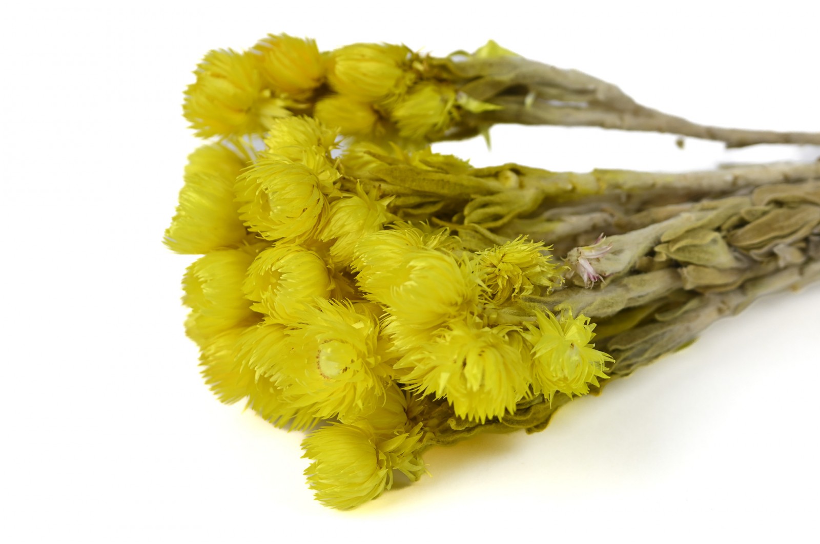dried-helichrysum-vestitum-26