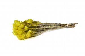 dried-helichrysum-vestitum-26.