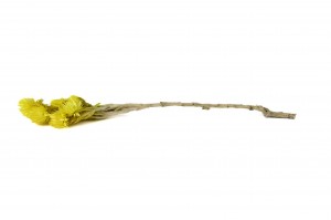 dried-helichrysum-vestitum-26.