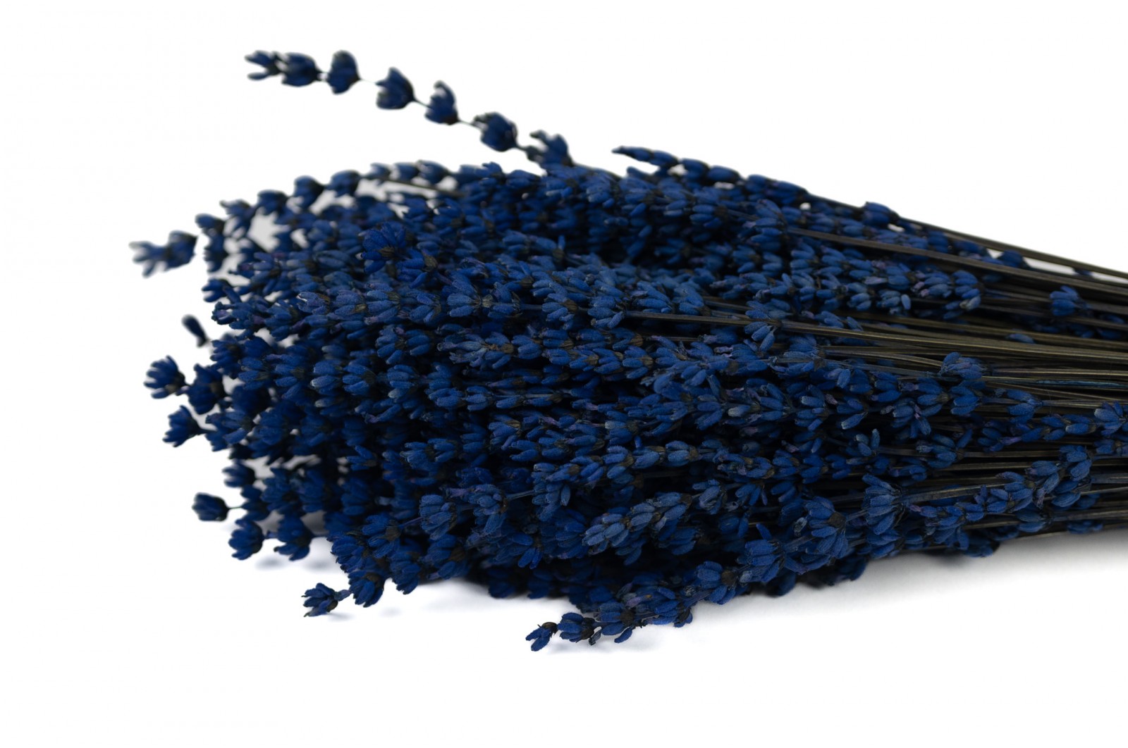 stabilisierter-lavendel-8